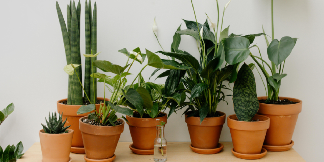 Do Indoor Plants Really Need Grow Lights?