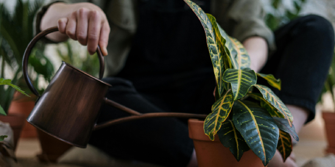 Do Plants Need Darkness to Grow?
