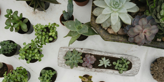 Easy Ways to Keep Your Indoor Plants Thriving