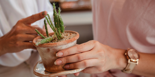 Gifting a Plant Shelf with Grow Lights: A Complete Guide to Giving a Gift That Truly Lasts
