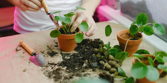 Grow Light Intensity and Plant Growth Explained