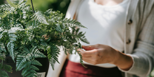 Growing Ferns Indoors: Light and Water Needs