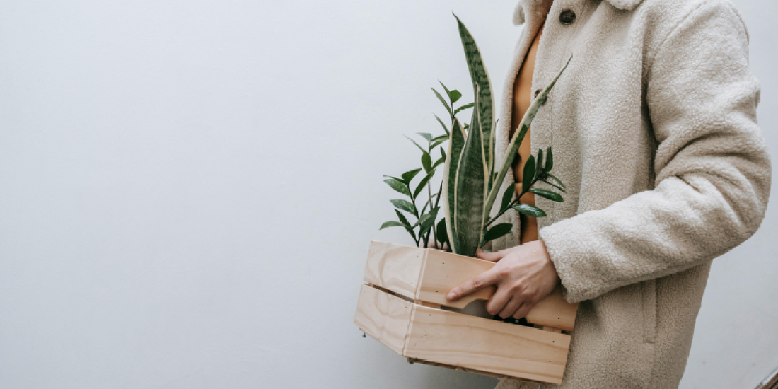 Growing Indoor Plants Made Easy with Natural Light Grow Shelves