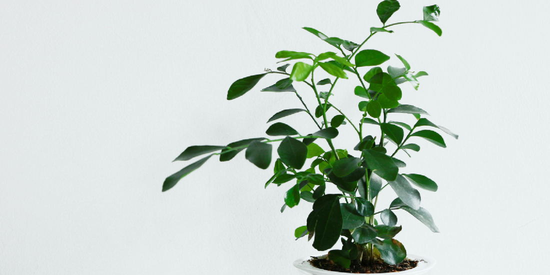 Guide to Growing Plants Indoors Without Sunlight: A Practical System for Low-Light Homes