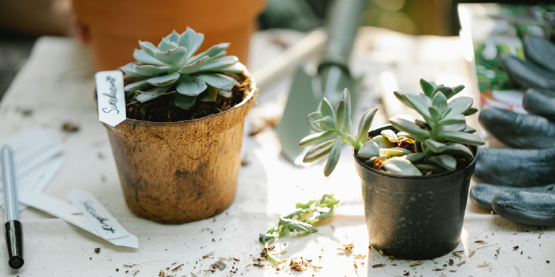 Home Office Plant Stand Ideas to Boost Productivity