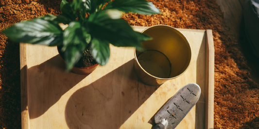 How Many Hours of Light Do Plants Really Need?