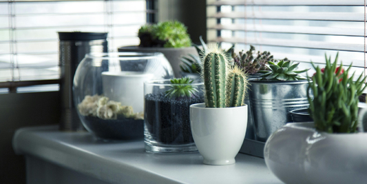 How Natural White Grow Lights Nurture a Greener Home