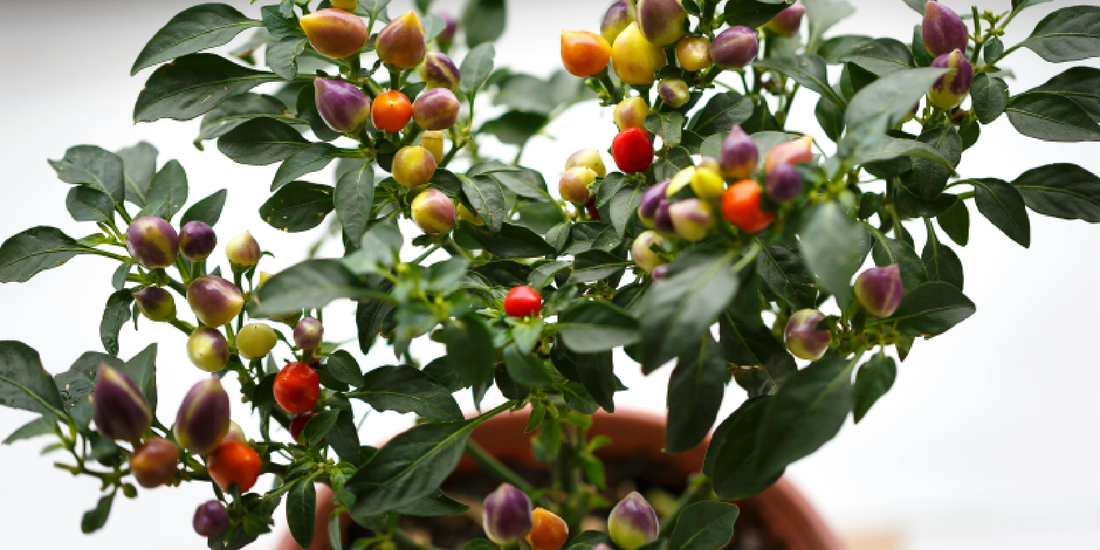 How Natural White Light Helps Your Indoor Plants Thrive