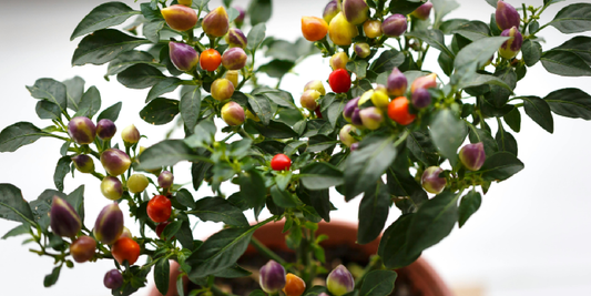 How Natural White Light Helps Your Indoor Plants Thrive