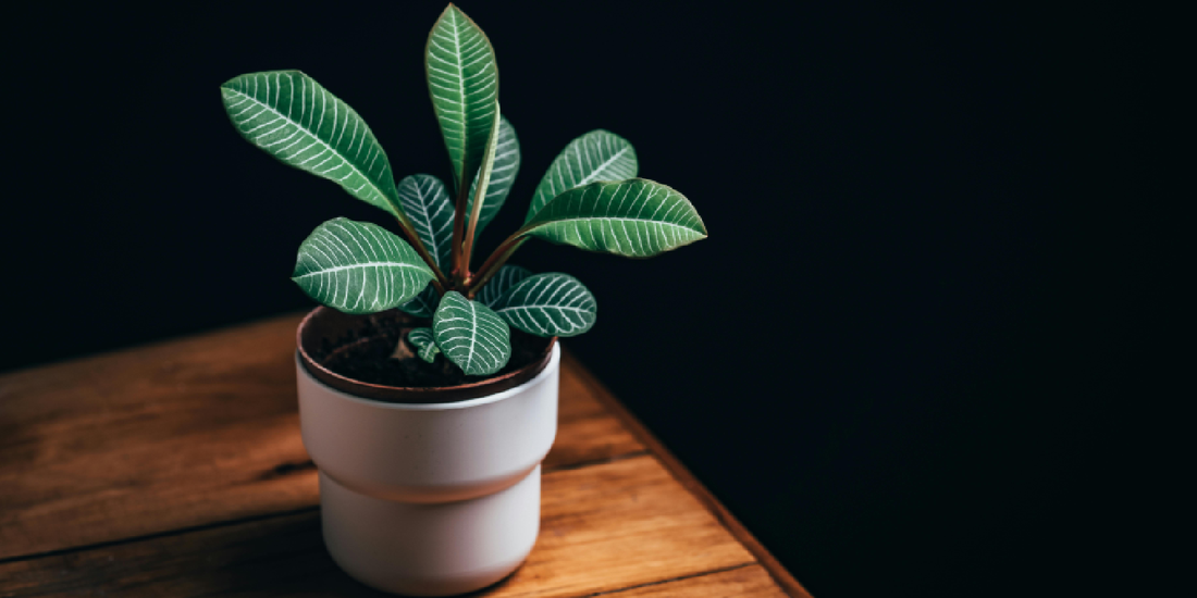 How One Green Corner Quietly Changed the Entire Home