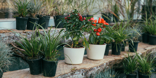How to Boost Growth Using Grow Lights and Humidity