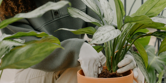 How to Build a Home Plant Growth Lab With the VerdantGlow S-Shaped 8-Tier Shelf