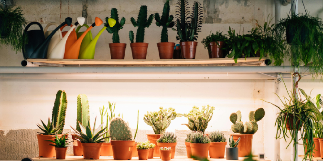 How to Build a Home Plant Lab