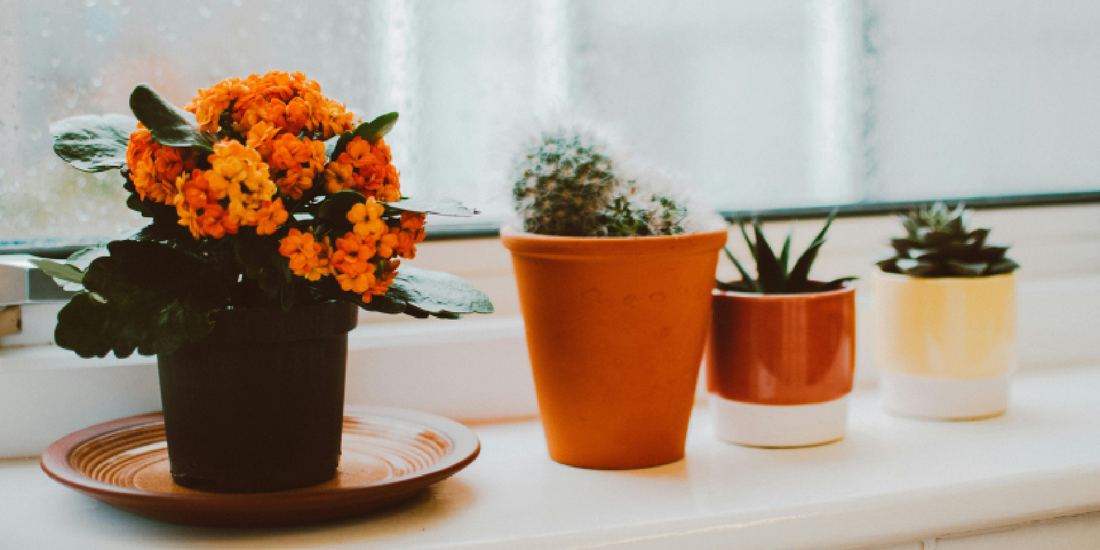 How to Build a Thriving Indoor Garden with Natural White Grow Lights