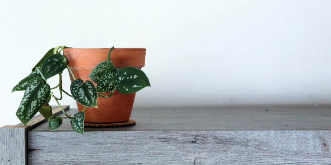 How to Choose a Plant Shelf With Grow Lights: A Practical Guide for Indoor Plant Lovers