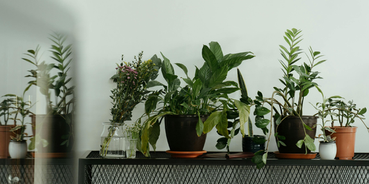 How to Choose a Plant Shelf With Grow Lights: Mounted vs Built-In vs Separate Lamps Explained