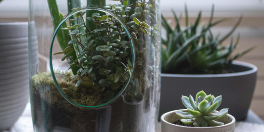 How to Choose a Plant Shelf for Indoor Plants: A Practical Guide to Finding the Right Setup for Your Space