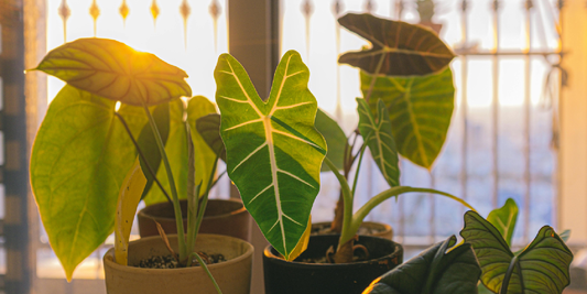 How to Choose the Right Plant Shelf With Grow Lights for Your Home