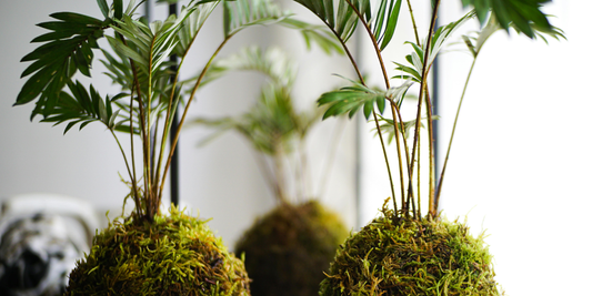 How to Choose the Right Shelf Height for Each Plant
