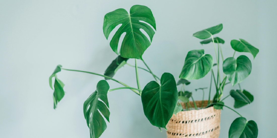 How to Create an Indoor Plant Corner: A Practical Guide to Designing a Green Space at Home