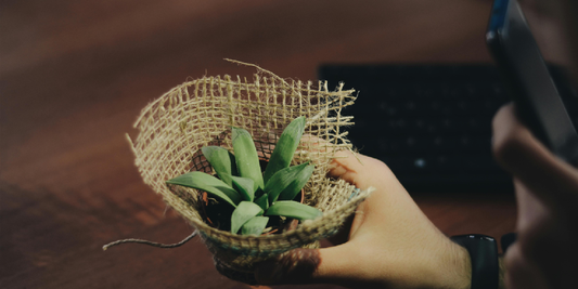 How to Decorate Indoor Spaces with Plants