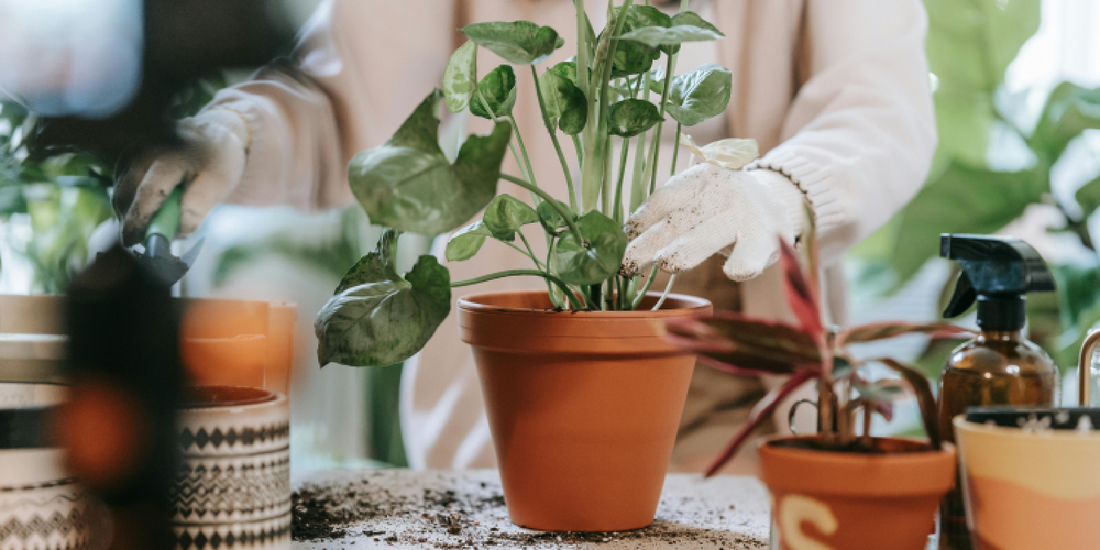 How to Decorate Your Home with Indoor Plants