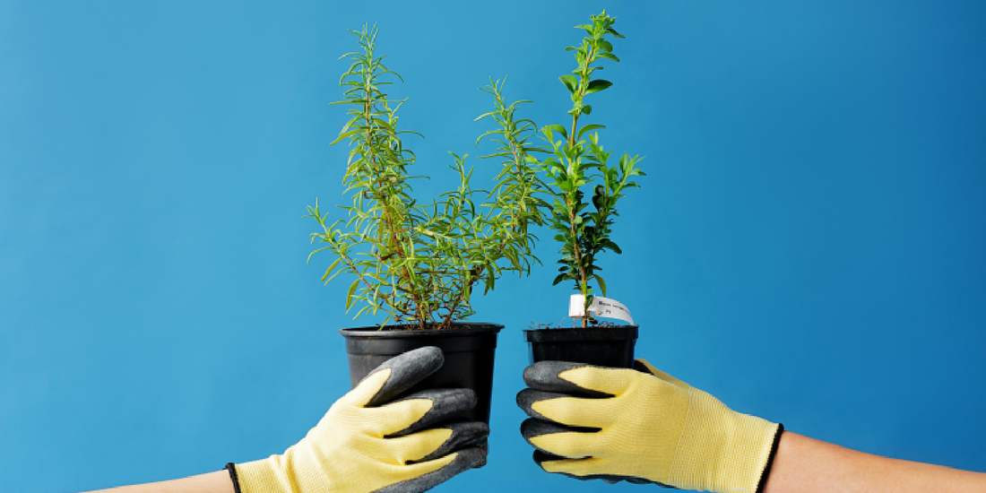 How to Grow Basil Indoors Under Light