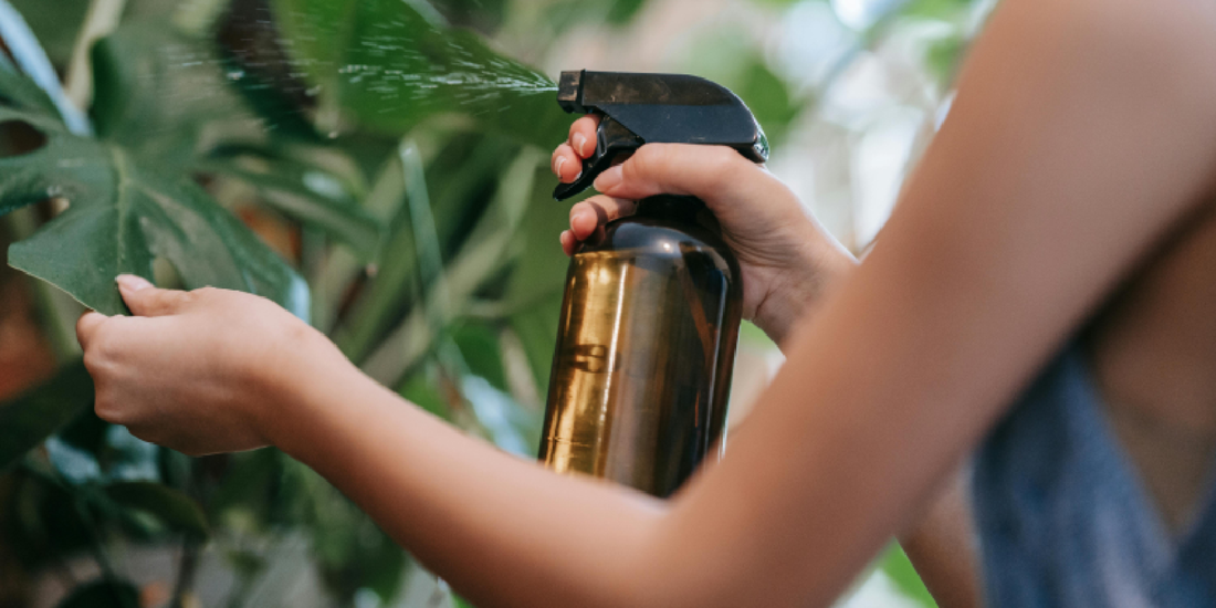How to Grow Healthy Indoor Plants with Ease