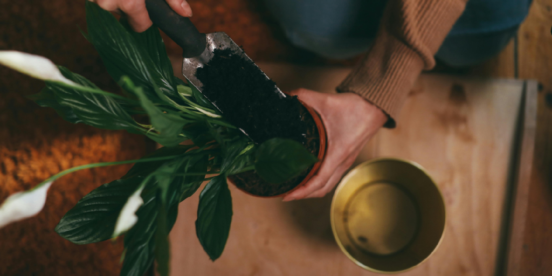 How to Grow Healthy Indoor Plants with the VerdantGlow S-Shaped 8-Tier Plant Shelf