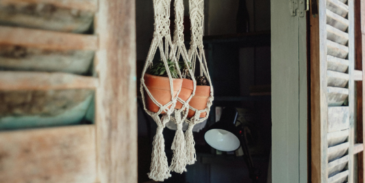 How to Grow Healthy Plants Under Natural White Light