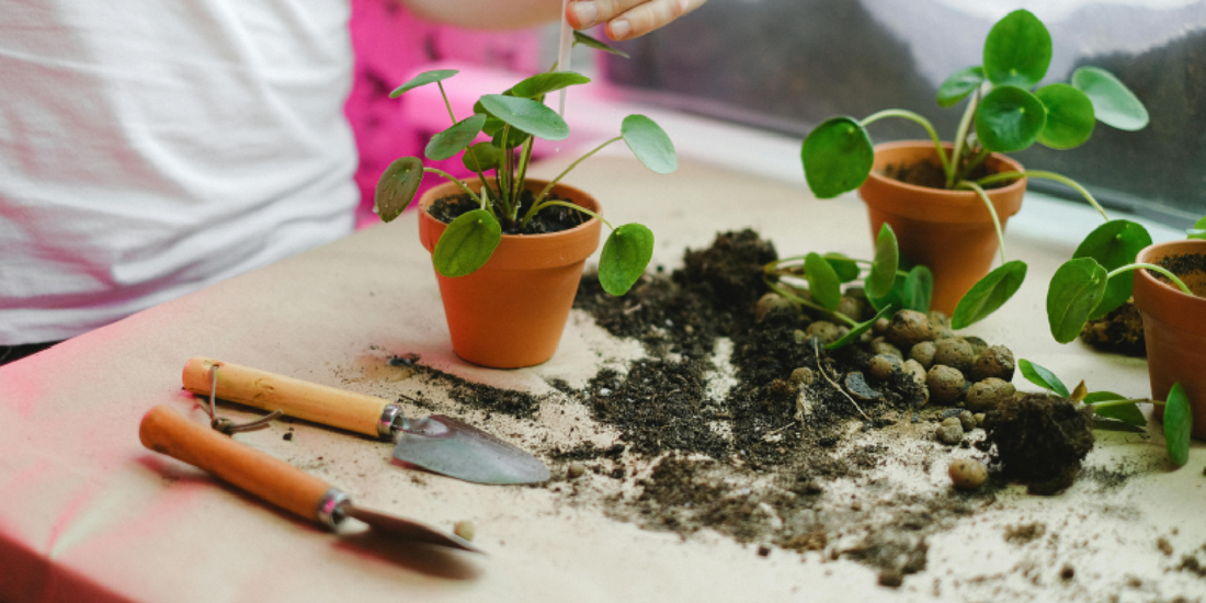 How to Grow Indoor Plants Like a Pro