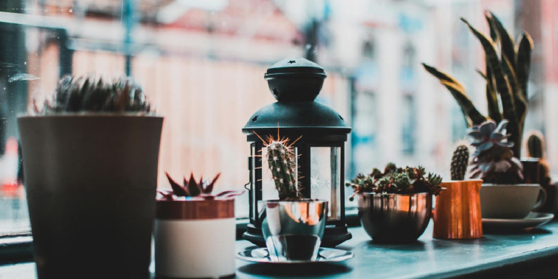 How to Grow Indoor Plants the Easy Way