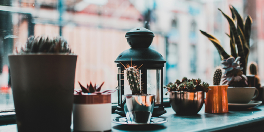 How to Grow Indoor Plants the Easy Way
