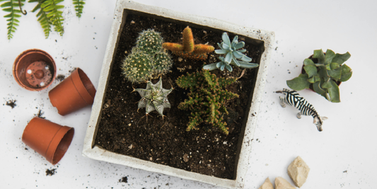 How to Grow Succulents Indoors with Lights