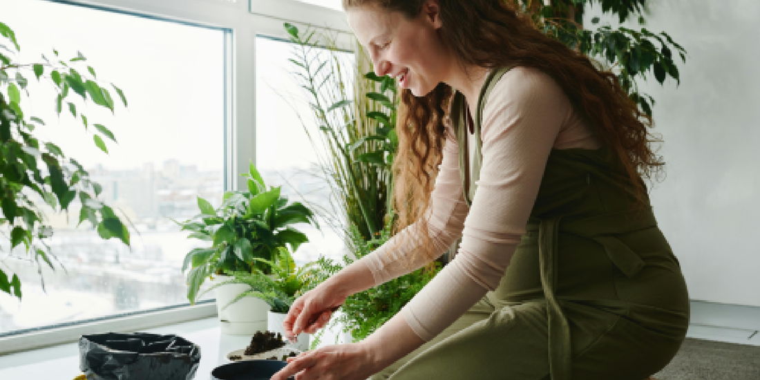 How to Keep Indoor Plants Thriving All Year