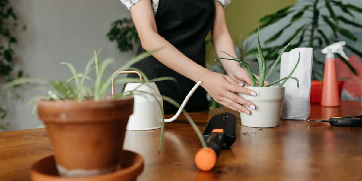 How to Make Your Plants Grow Faster on the Plant Shelf – amoyls