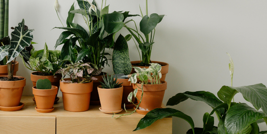 How to Maximize Indoor Space with Multi-Tier Plant Shelving