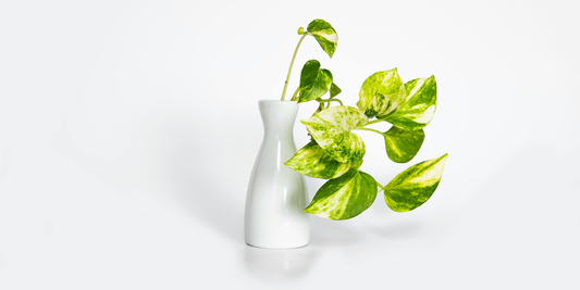 How to Propagate Indoor Plants Step-by-Step