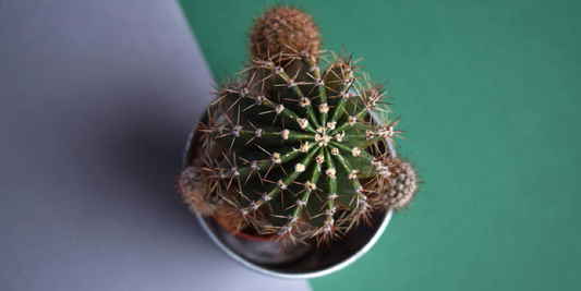 How to Set Up a Plant Shelf with Grow Lights for Success