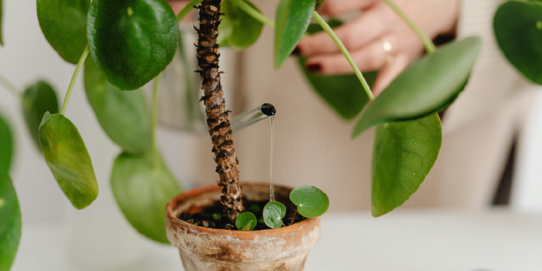 How to Start an Indoor Herb Garden in the Kitchen