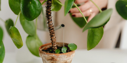 How to Start an Indoor Herb Garden in the Kitchen