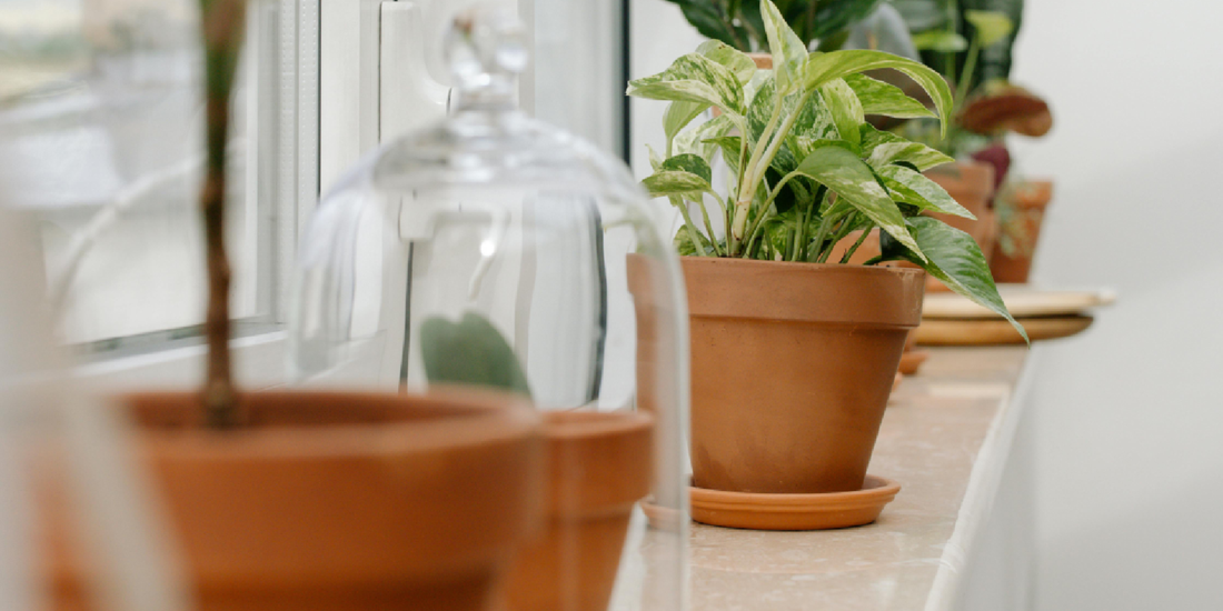 How to Style Indoor Plants in Modern Homes