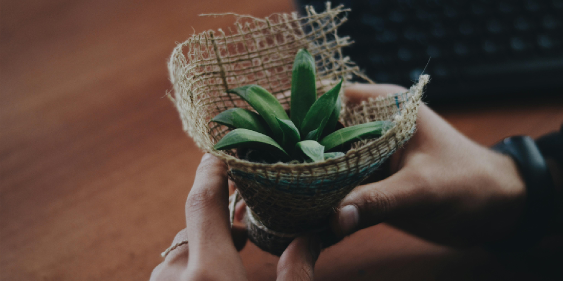 How to Style an Indoor Plant Corner
