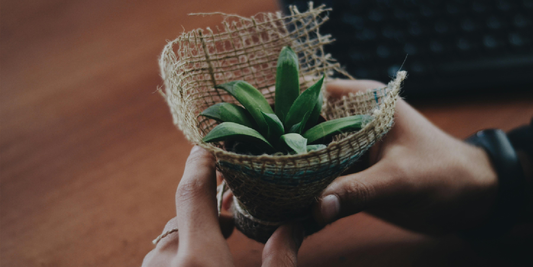 How to Style an Indoor Plant Corner