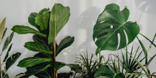 How to Transition from Natural Light to Grow Light