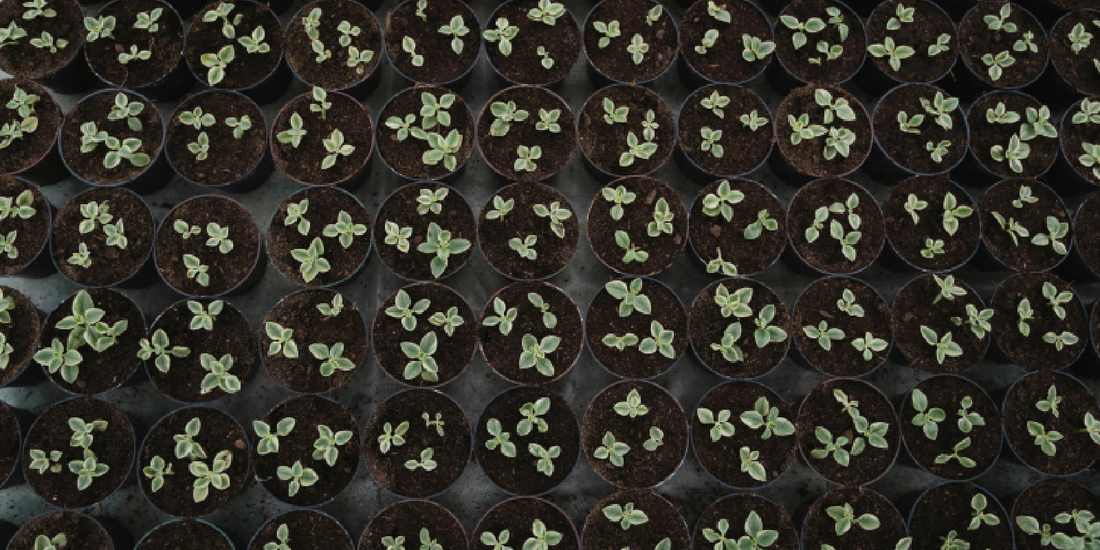 How to Use Vertical Space for Indoor Gardening