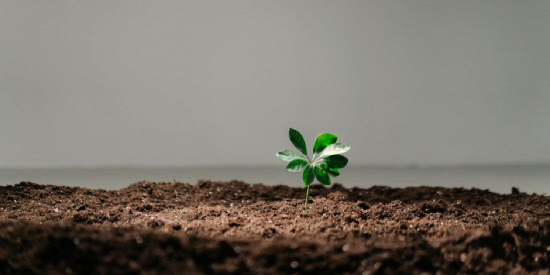 How to Use a Grow Light with Indoor Plants: A Complete Guide