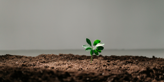 How to Use a Grow Light with Indoor Plants: A Complete Guide