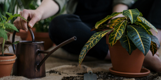 Indoor Gardening Mistakes You Didn’t Know You Were Making