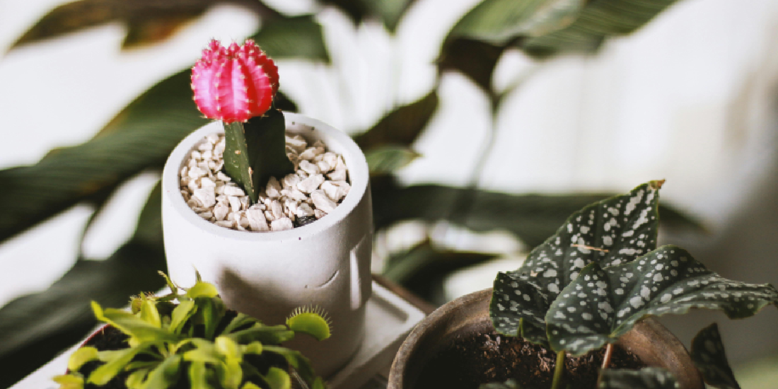 Indoor Plant Shelf Ideas for Small Spaces: Smart Ways to Display Plants Without Clutter